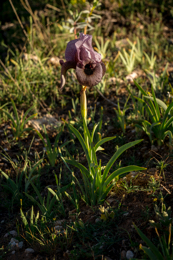 Al-Arz;Iris;Iris-Cedreti;Kaleidos;Kaleidos-images;Lebanon;Middle-East;Near-East;Proche-Orient;Tarek-Charara;Flowers;Endemic;Endangered-species;Endemic-species;Critically-endangered;Critically-endangered-species